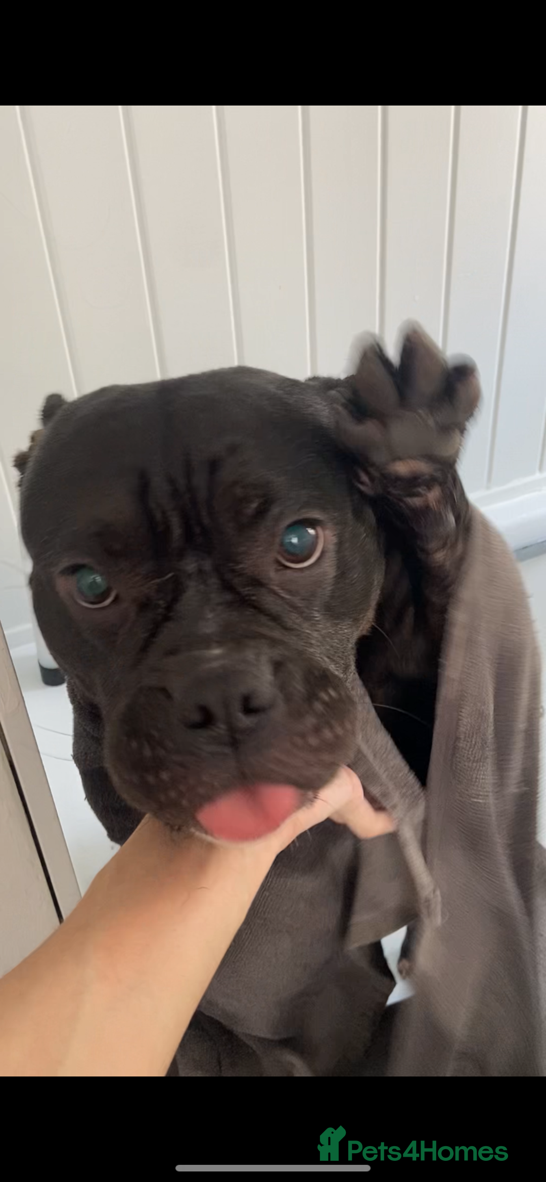 American Bully dogs for sale: Pocket bully - Advert 3