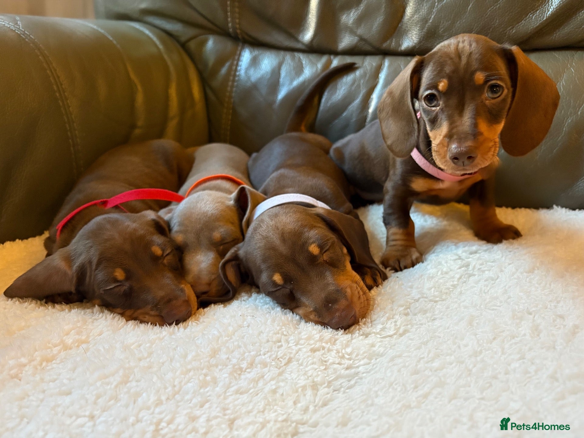 Miniature Dachshund dogs Stunning Miniature Dachshund pups  - Advert 1