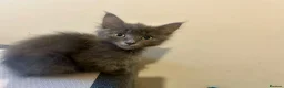 Mixed Breed cats for sale: Norwegian first cat X Russian Blue £200!! - Advert 5