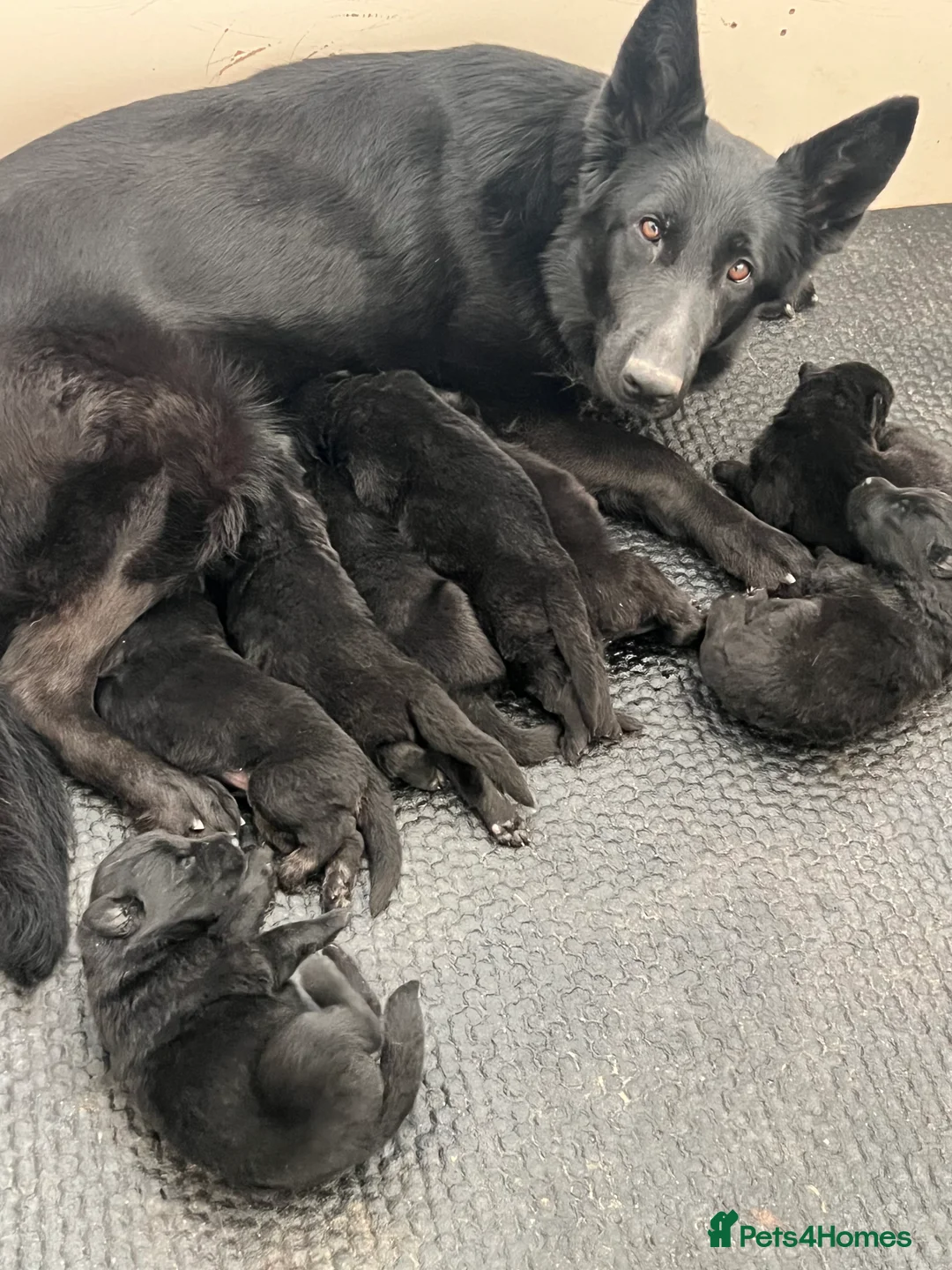 German Shepherd dogs for sale: KC German shepherd straight backed litter - Advert 1
