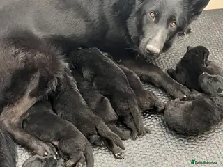 German Shepherd dogs KC German shepherd straight backed litter - Advert 2