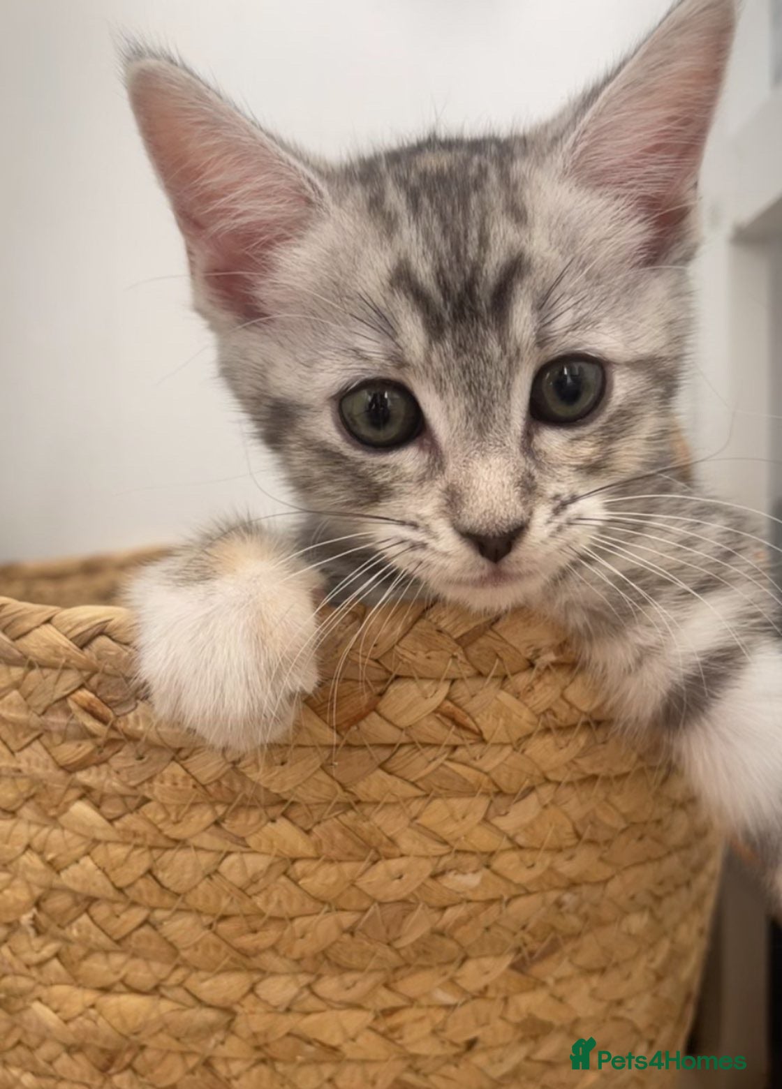 Mixed Breed cats 1 beautiful kitty left  - Advert 1
