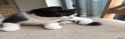 Mixed Breed cats for sale: Beautiful Kittens looking for loving homes in Carmarthen - Advert 5