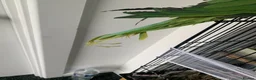 Parrots birds for sale: Tamed Alexandrine Parrot in Manchester - Advert 5