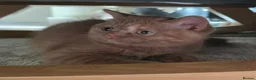 British Shorthair cats for sale: Ready now gccf cinnamon tortie champion line - Advert 1