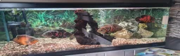 Cichlids fish for sale: Oscar Cichlid  - Advert 2