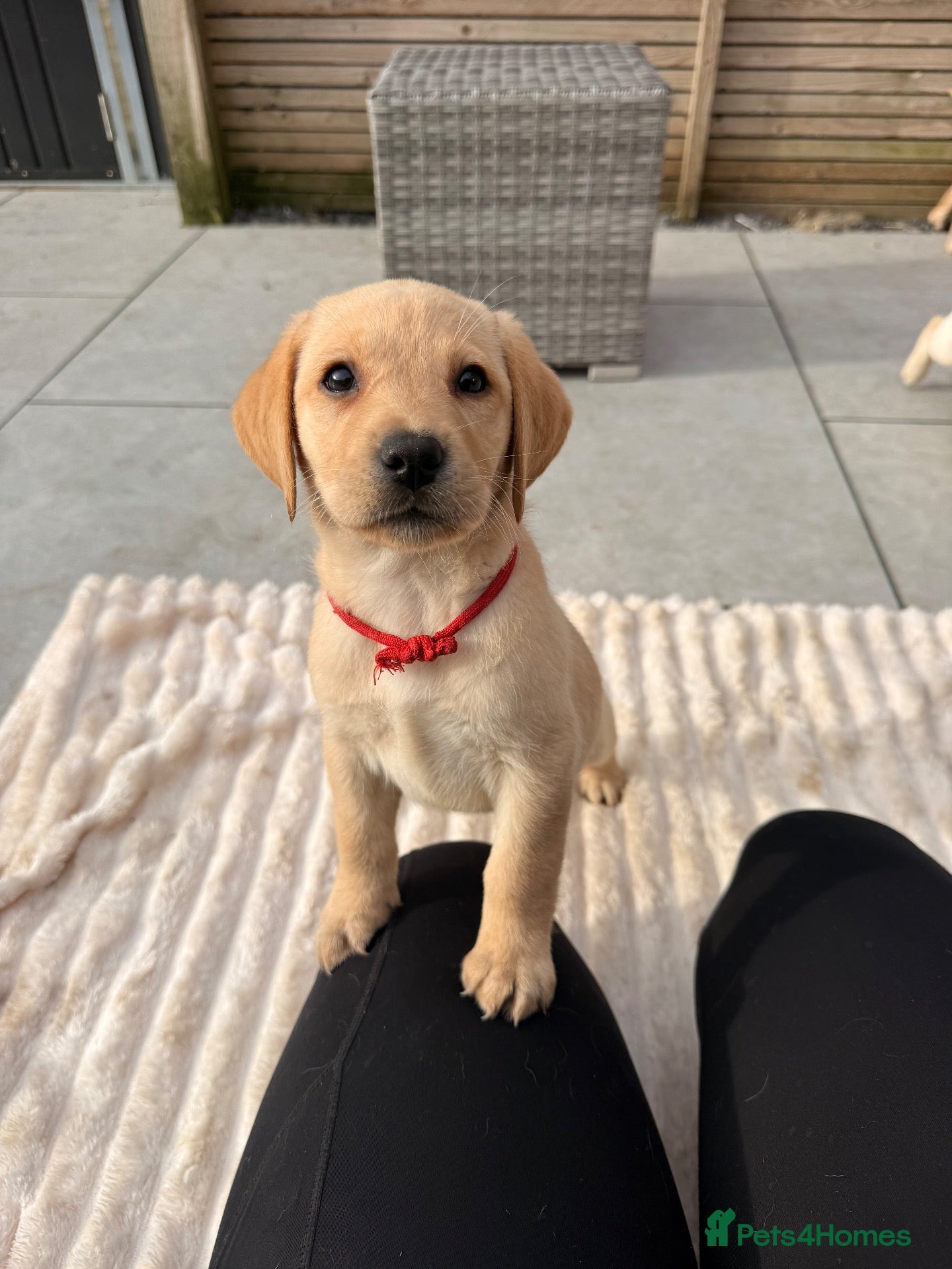 Labrador Retriever dogs for sale: 💛3 CHUNKY YELLOW GIRLS READY TO LEAVE 4 NOV💛 - Advert 1