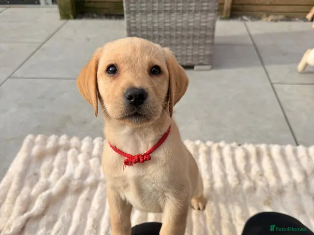 Labrador Retriever dogs for sale: 💛3 CHUNKY YELLOW GIRLS READY TO LEAVE 4 NOV💛 - Advert 8