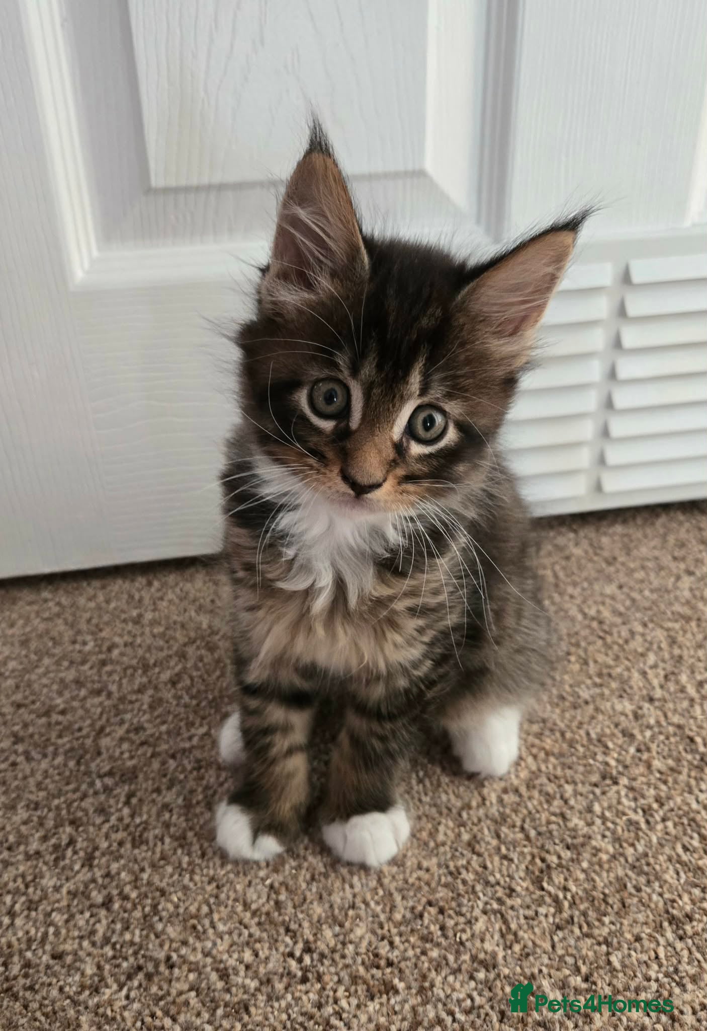 Maine Coon cats 3 Maine Coon kittens. - Advert 5
