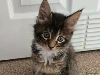 Maine Coon cats 3 Maine Coon kittens. - Advert 5