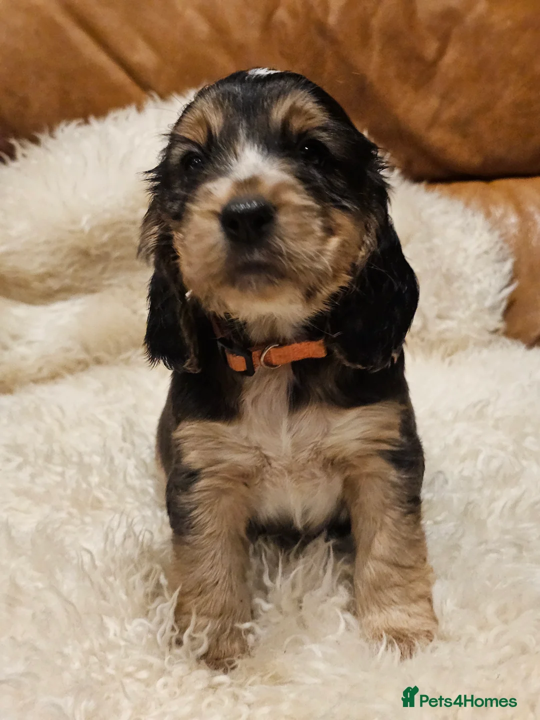 Cocker Spaniel dogs for sale: 5* Show Type Cocker Spaniels Villaspaniol Lines - Advert 29