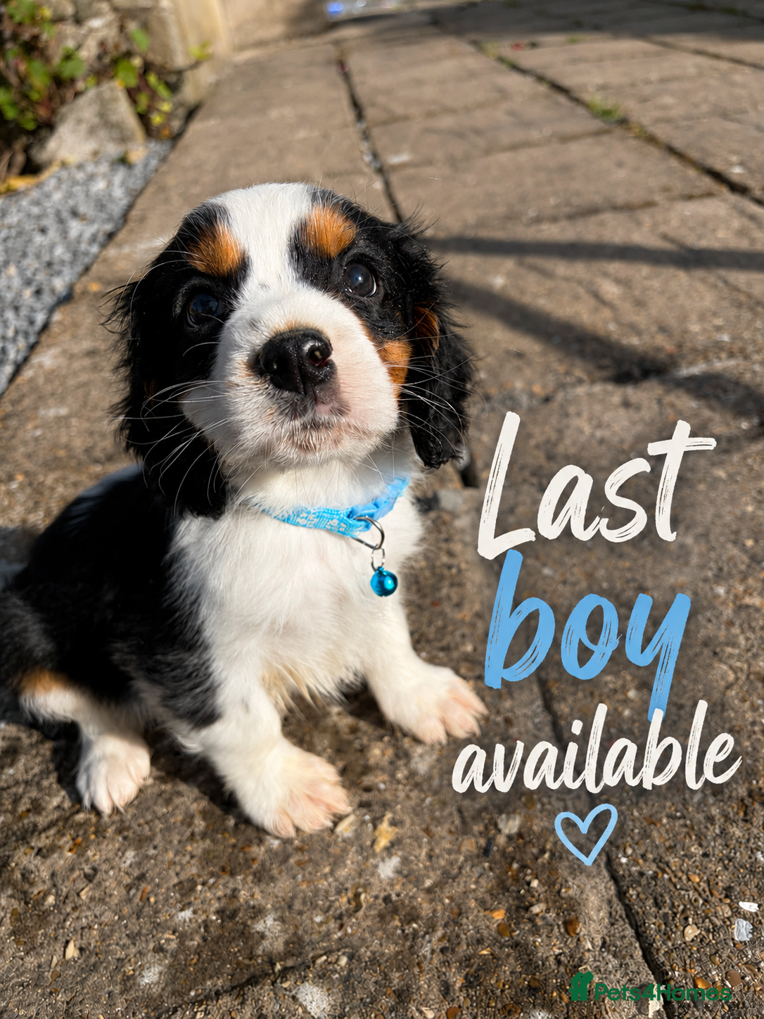 Cavalier King Charles Spaniel dogs 🐾Cavalier King Charles Spaniels- Dad DNA tested🐾 - Advert 2
