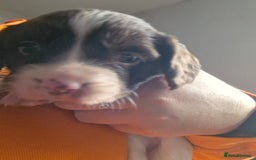 English Springer Spaniel dogs for sale: KC registered English Springer Spaniel - Image 8