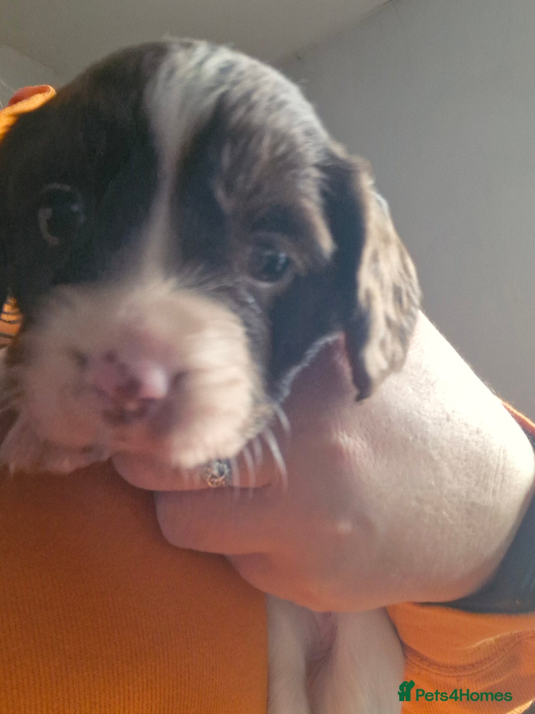 English Springer Spaniel dogs for sale: KC registered English Springer Spaniel - Image 8