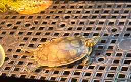 Turtle reptiles for sale: Mississippi Map Turtles - Image 6