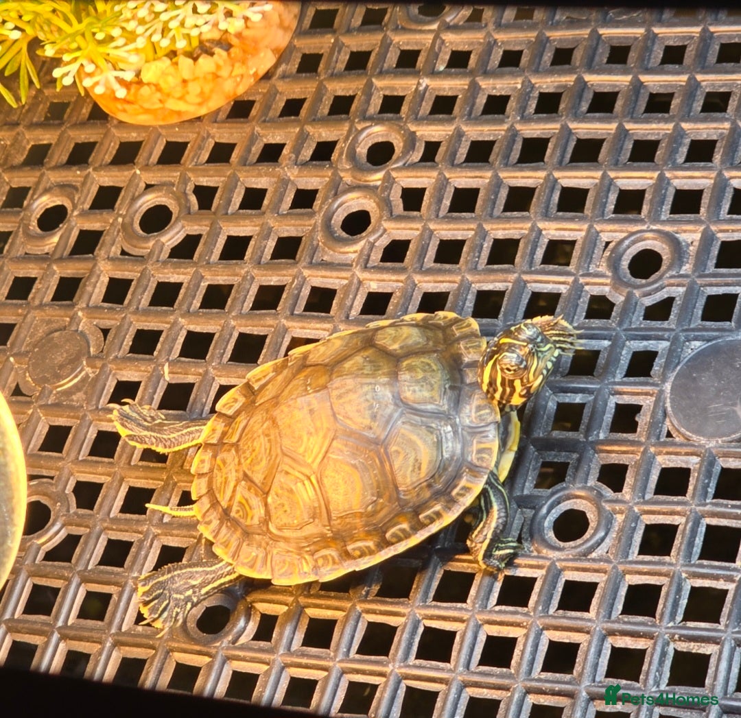 Turtle reptiles for sale: Mississippi Map Turtles - Image 6
