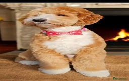 Australian Labradoodle dogs for sale: Australian Labradoodle Puppies  - Image 10