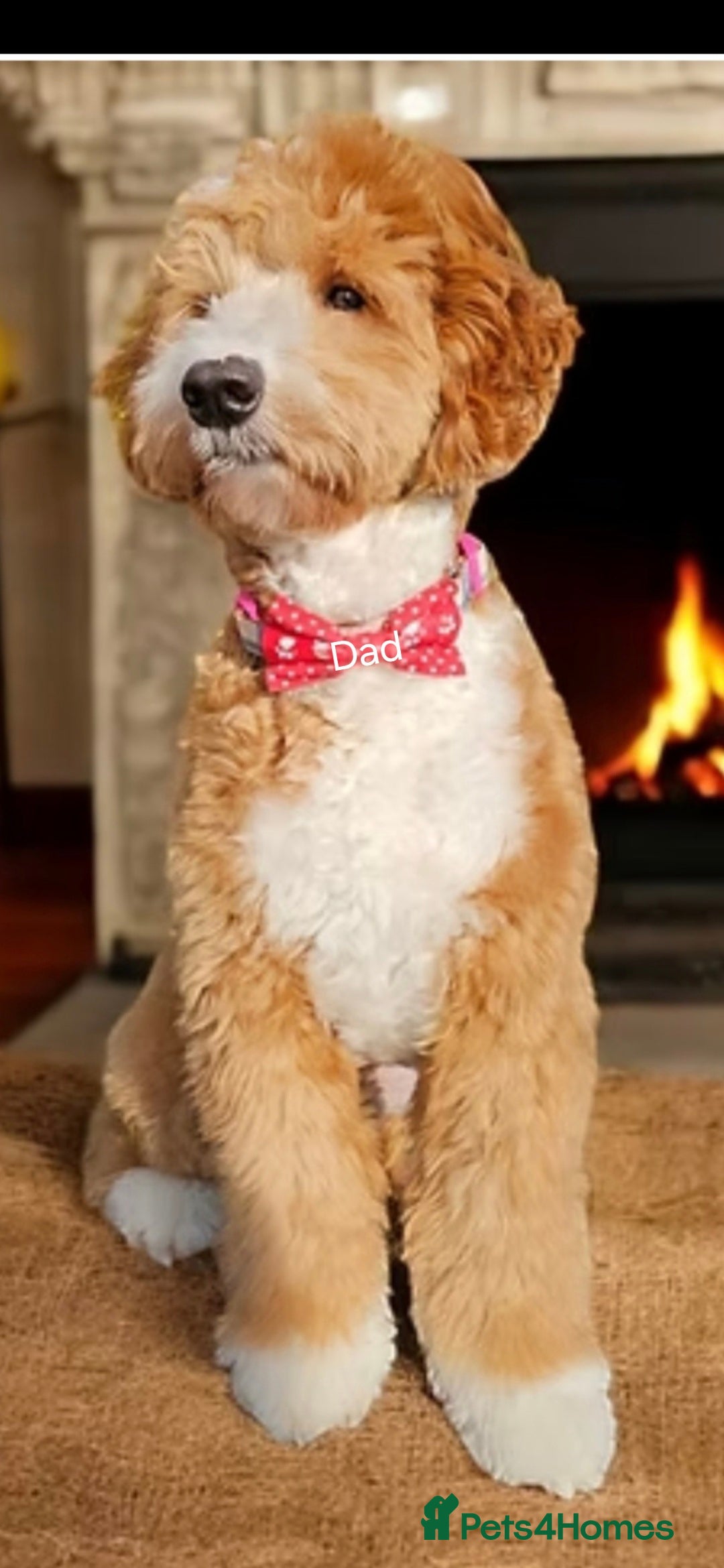 Australian Labradoodle dogs for sale: Australian Labradoodle Puppies  - Image 10