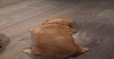 Cocker Spaniel dogs - Advert 12