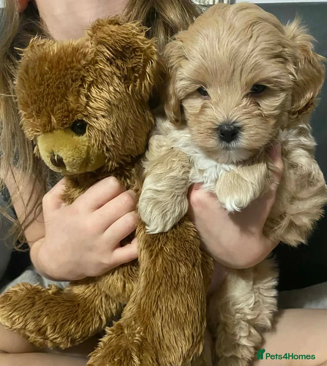 Maltipoo dogs for sale: Maltipoo Puppy  - Advert 3