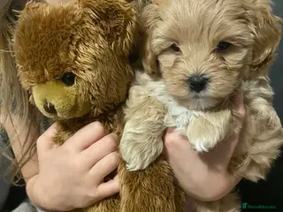 Maltipoo dogs Maltipoo Puppy - Advert 7