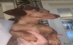 Miniature Dachshund dogs for sale: 🩵🩷Stunning KC Reg Mini Dachshunds🩵🩷 - Image 10