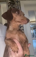 Miniature Dachshund dogs 🩵🩷Stunning KC Reg Mini Dachshunds🩵🩷 - Advert 9