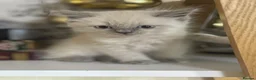 Mixed Breed cats for sale: British Longhair + Turkish Van Female Kitten - Advert 4