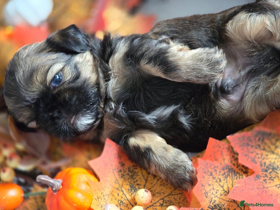 Shih Tzu dogs for sale: Shih tzu puppies - Image 3
