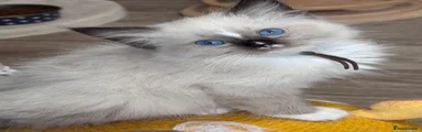 Ragdoll 2