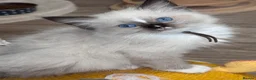 Ragdoll cats for sale: Ragkins Registered pedigree Ragdoll kittens  - Advert 9