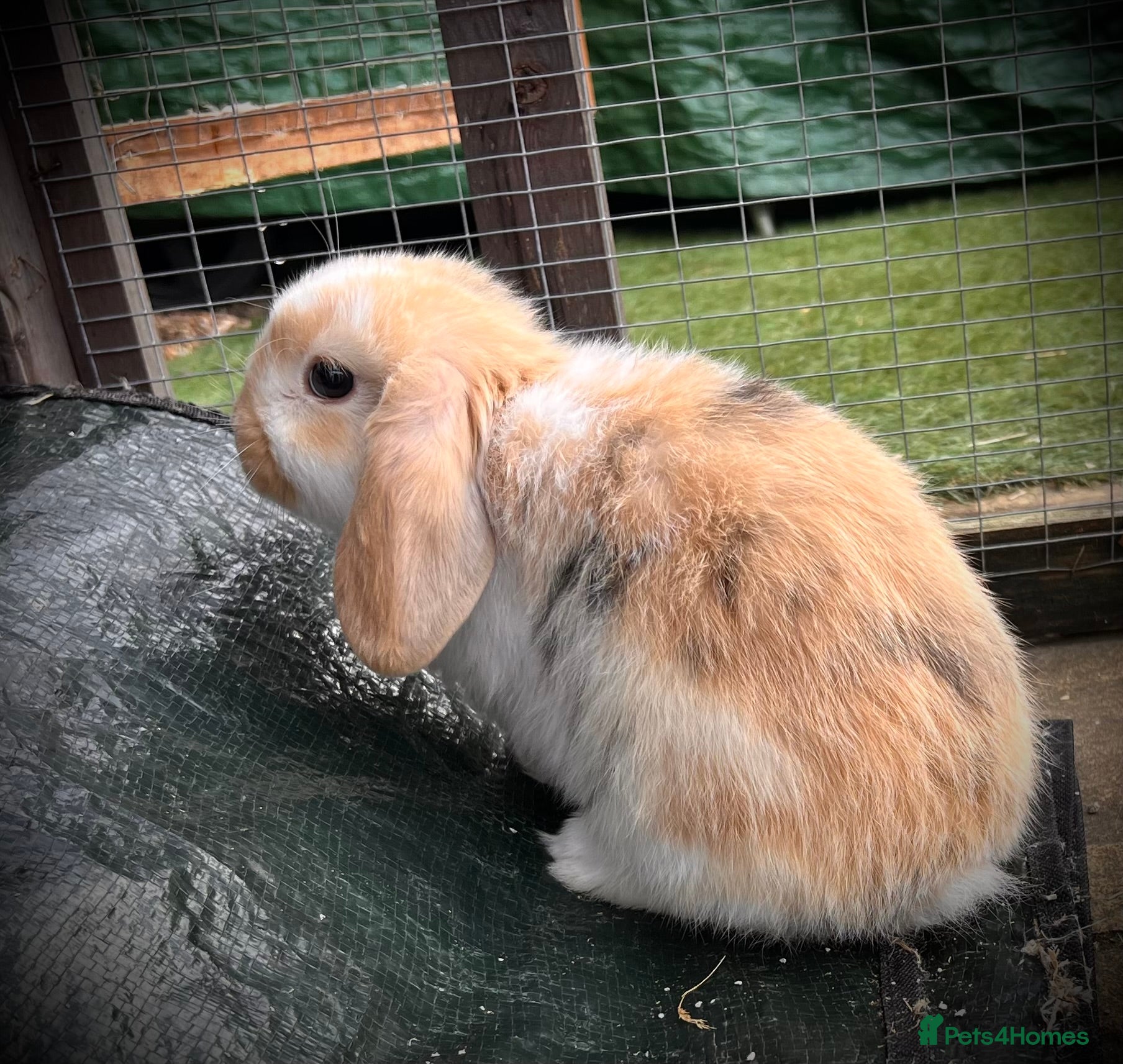 Mini Lop rabbits **LAST ONE** 7 wk old Mini Lop - Advert 21