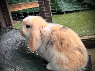 Mini Lop rabbits **LAST ONE** 7 wk old Mini Lop - Advert 21