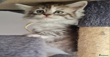 Maine Coon cats - Advert 8
