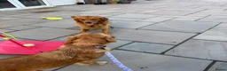 Golden Retriever dogs for sale: KC pups ready in December - Advert 3