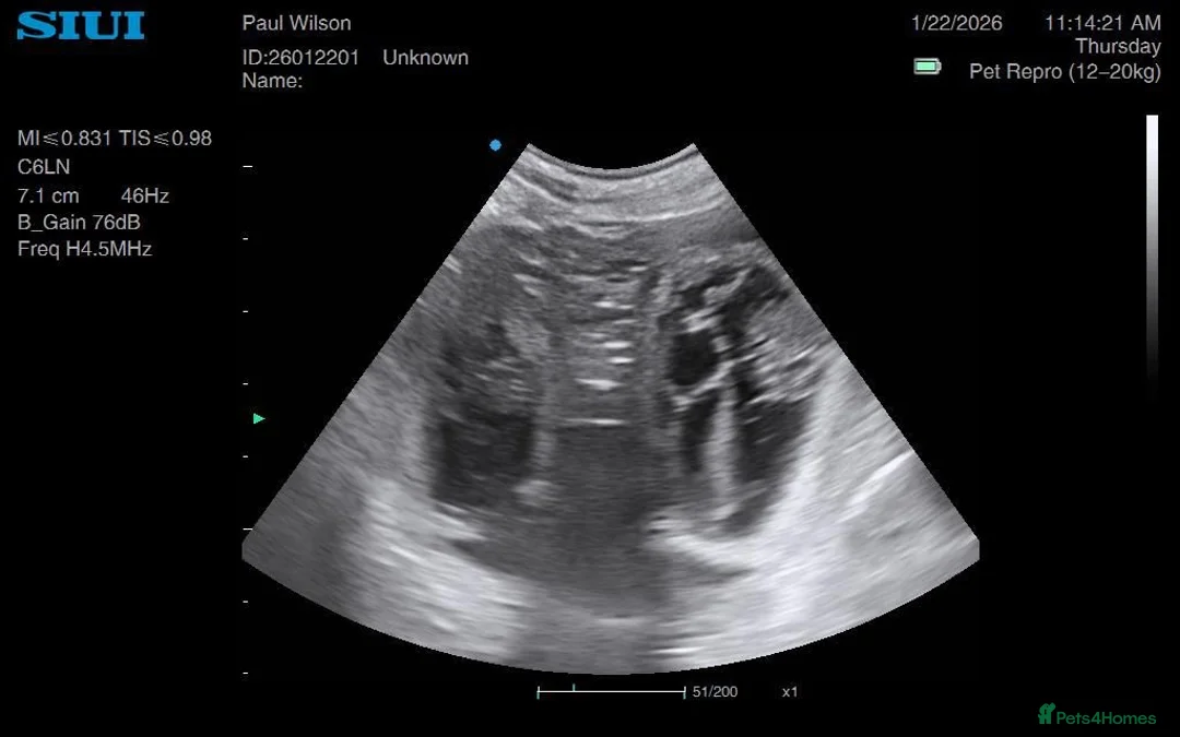 Golden Retriever dogs for sale: Low inbreeding coefficient puppies due soon  - Advert 6