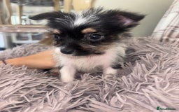 Mixed Breed dogs for sale: Jack Russell cross Yorkshire terrier puppies  - Image 2