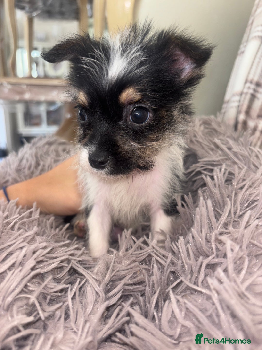 Mixed Breed dogs for sale: Jack Russell cross Yorkshire terrier puppies  - Image 2