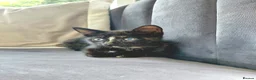 Mixed Breed cats for sale: Gorgeous Tortoiseshell Female Kittens - Advert 2