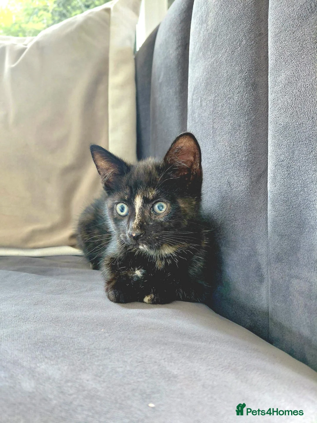 Mixed Breed cats for sale: Gorgeous Tortoiseshell Female Kittens - Advert 2