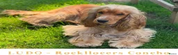 Cocker Spaniel dogs for sale: Last one remaining  - Advert 7