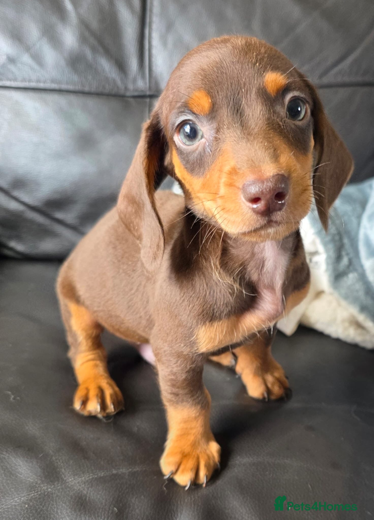 Miniature Dachshund dogs Stunning miniature dachshund puppies - Advert 5