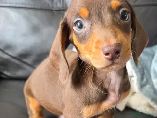 Miniature Dachshund dogs Stunning miniature dachshund puppies - Advert 1