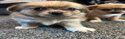 Chihuahua dogs for sale: Cute puppies chihuahua  in Worcester - Advert 8