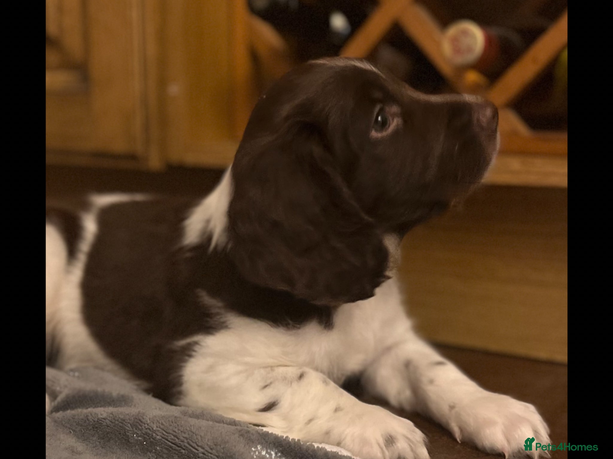 English Springer Spaniel dogs HOME BRED ENGLISH SPRINGER SPANIEL PUPPIES - Advert 2