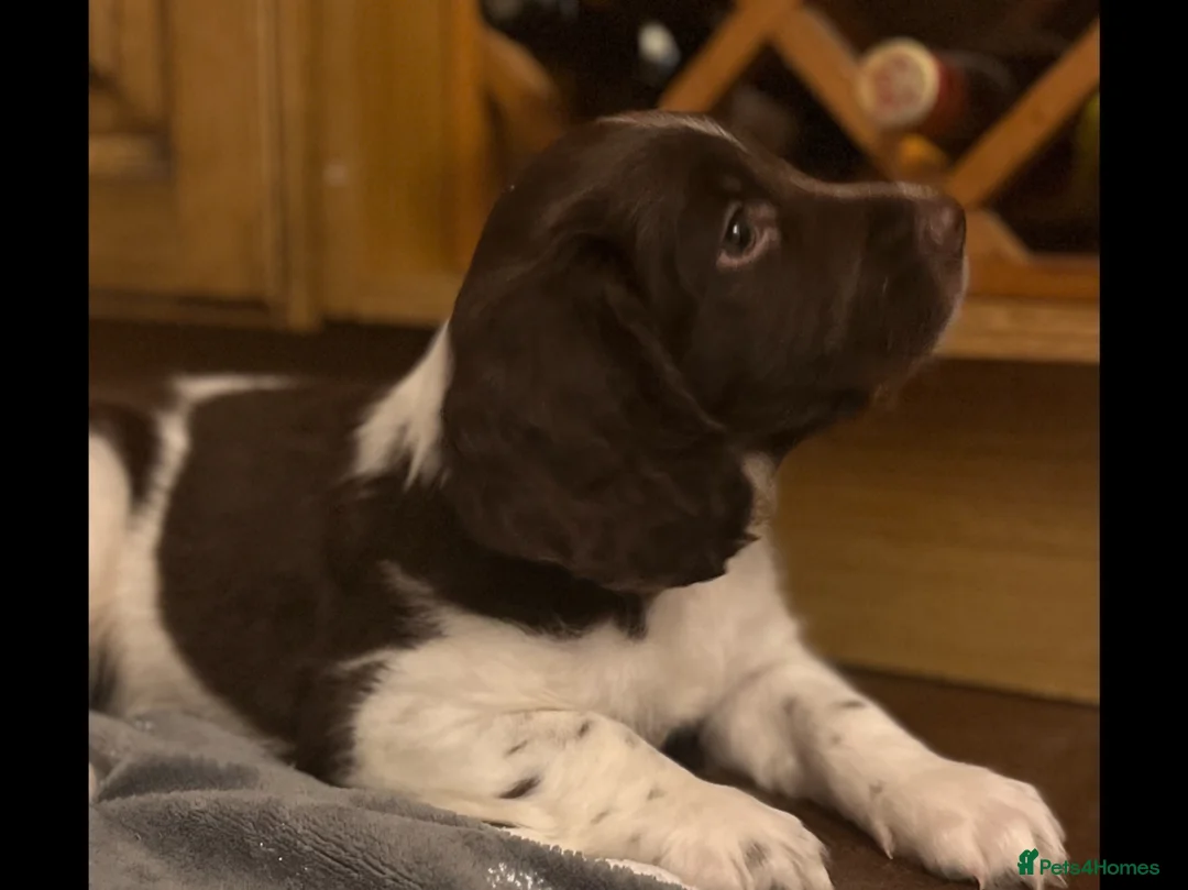 English Springer Spaniel dogs for sale: HOME BRED ENGLISH SPRINGER SPANIEL PUPPIES - Advert 2
