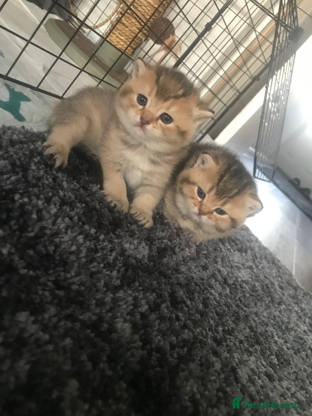 British Shorthair cats for sale: Beautiful golden shaded/ticked kittens - Image 8