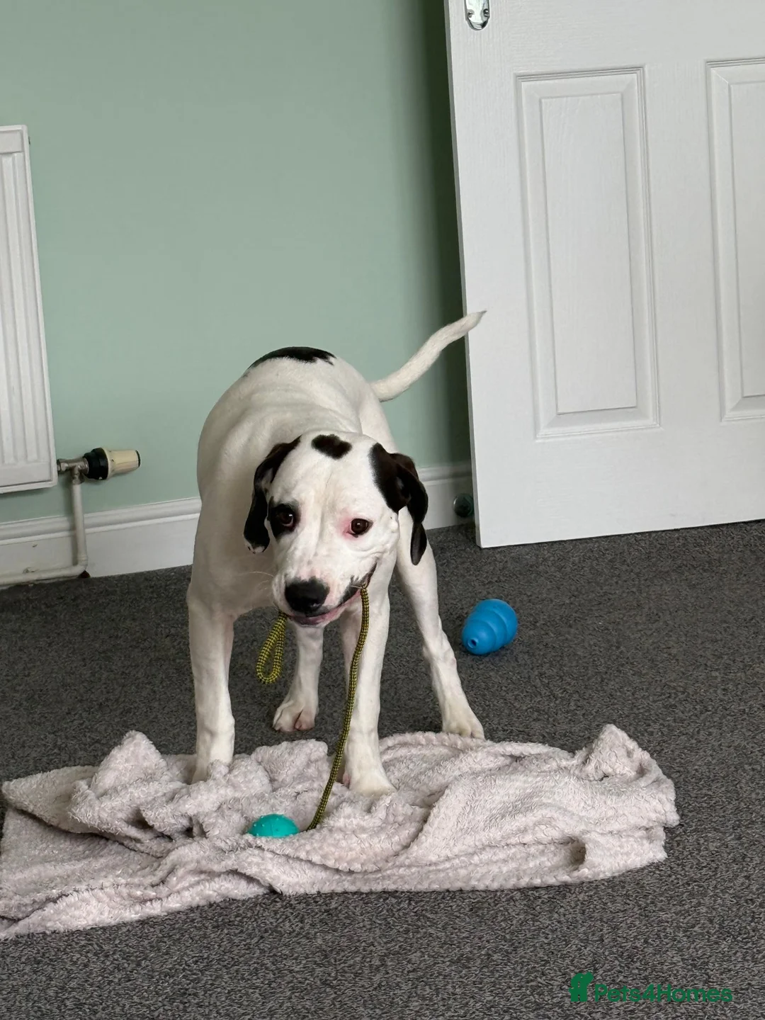 Mixed Breed dogs for sale: Charley  - Advert 2