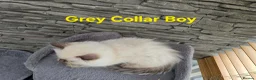 Ragdoll cats for sale: Beautiful ragdolls - Advert 32