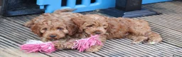 Cockapoo dogs for sale: Boy and girl  - Advert 7